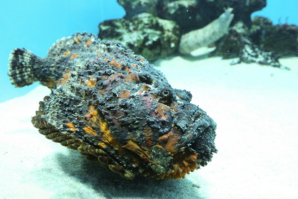 オニダルマオコゼ/東京都葛西臨海水族園（江戸川区）