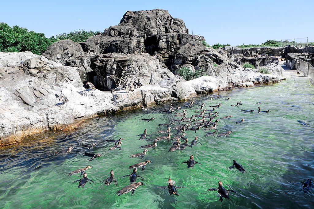 「ペンギンの生態」エリア/東京都葛西臨海水族園（江戸川区）