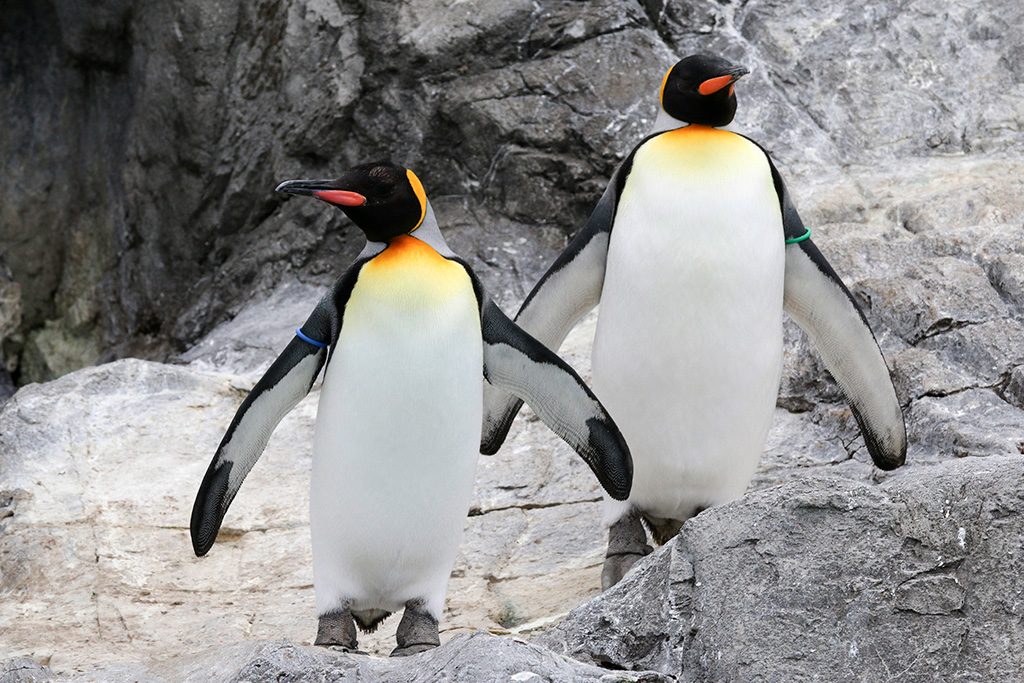 オウサマペンギン/東京都葛西臨海水族園（江戸川区）