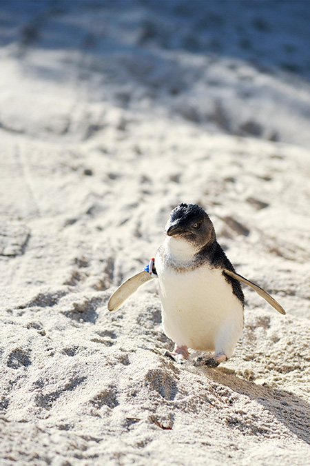 フェアリーペンギン/東京都葛西臨海水族園（江戸川区）