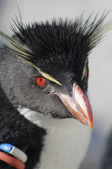 ミナミイワトビペンギン/東京都葛西臨海水族園（江戸川区）