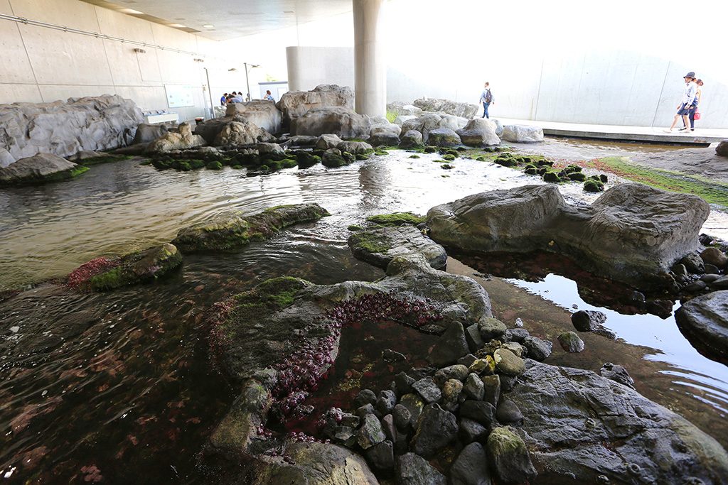 渚の生物/東京都葛西臨海水族園（江戸川区）