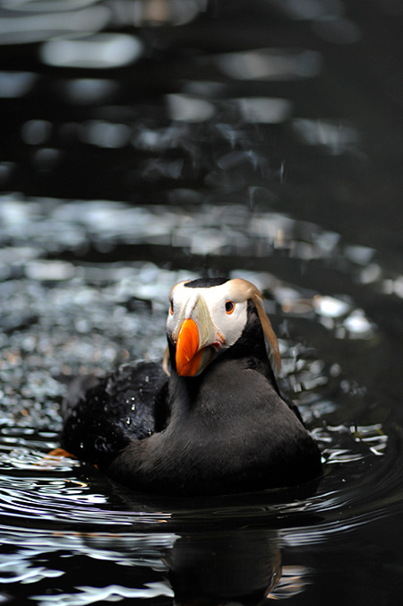 エトピリカ/東京都葛西臨海水族園（江戸川区）