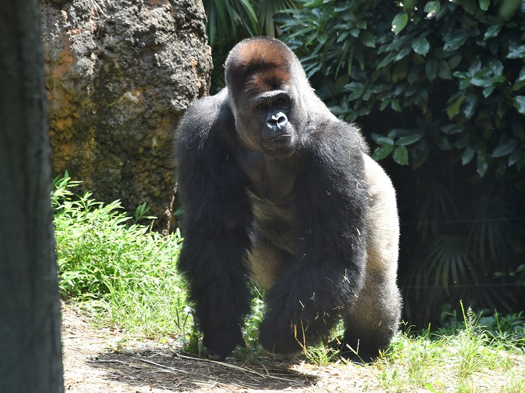 ニシゴリラ/東京都恩賜上野動物園（台東区）