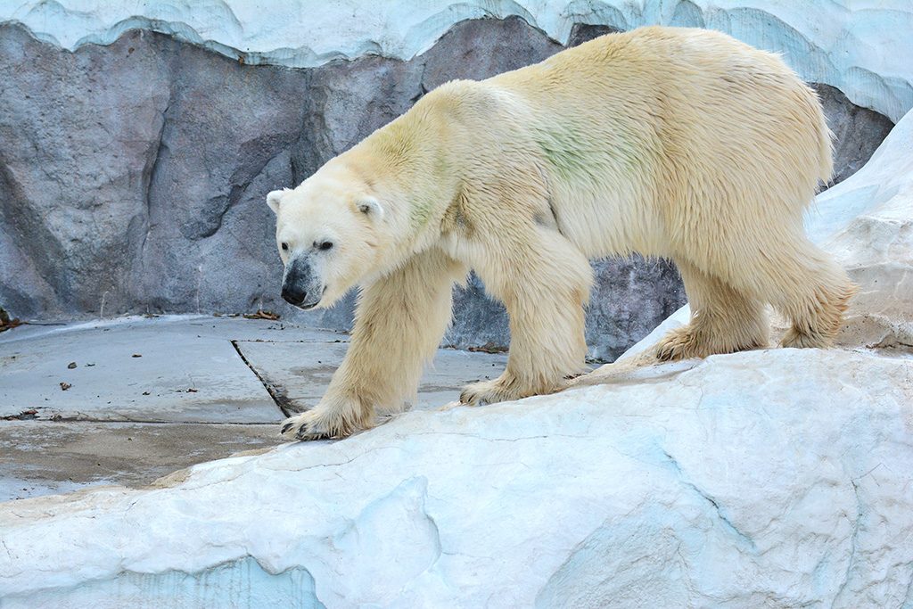 ホッキョクグマ/東京都恩賜上野動物園（台東区）