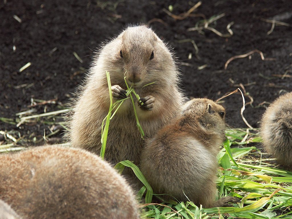 プレーリードッグ/東京都恩賜上野動物園（台東区）