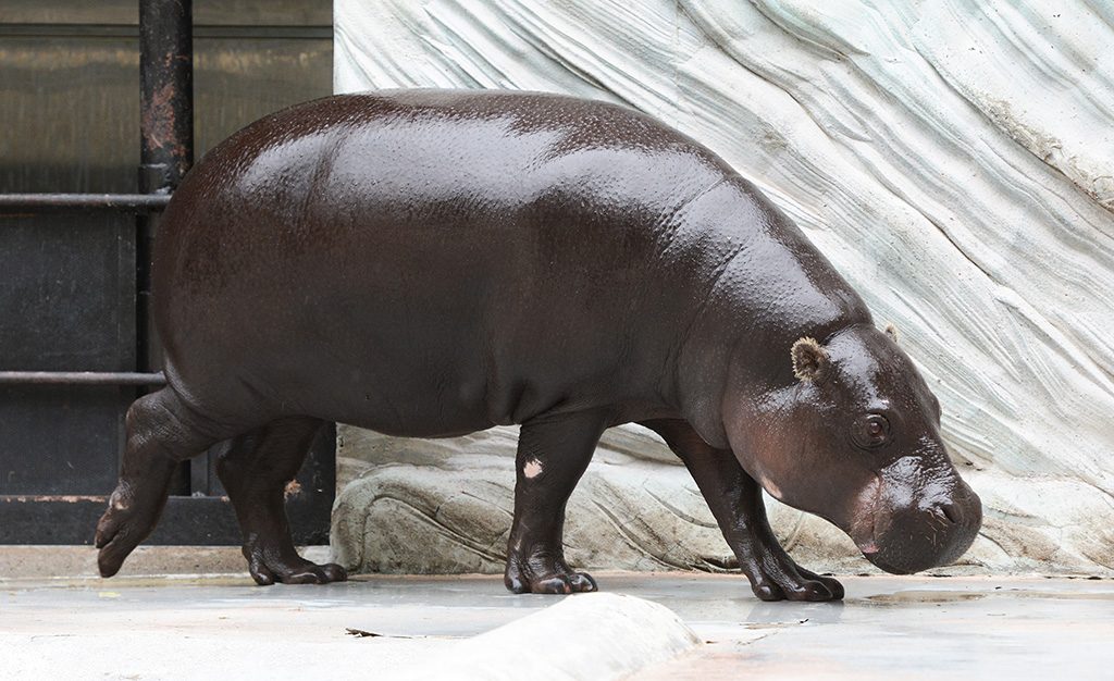 コビトカバ/東京都恩賜上野動物園（台東区）