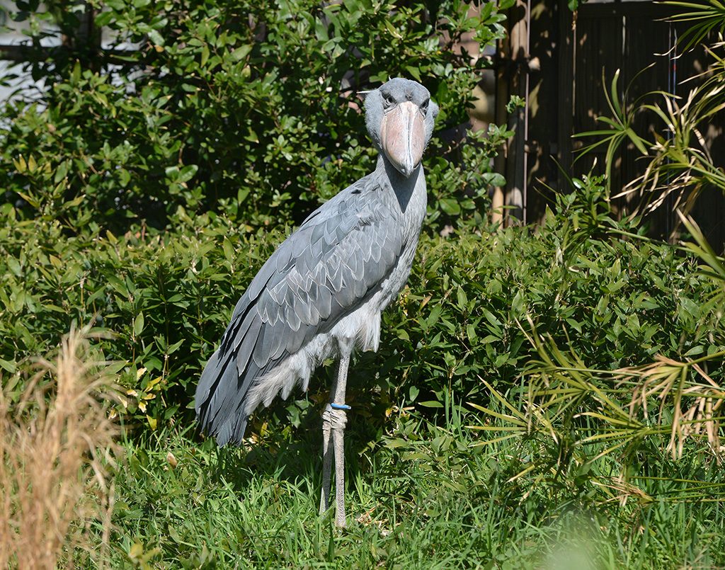ハシビロコウ/東京都恩賜上野動物園（台東区）