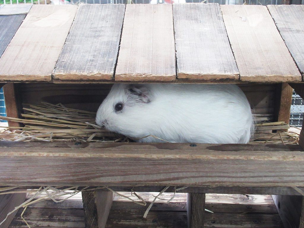 モルモット/東京都恩賜上野動物園（台東区）