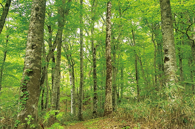 歌才ブナ林/道の駅 くろまつない（北海道/黒松内町）