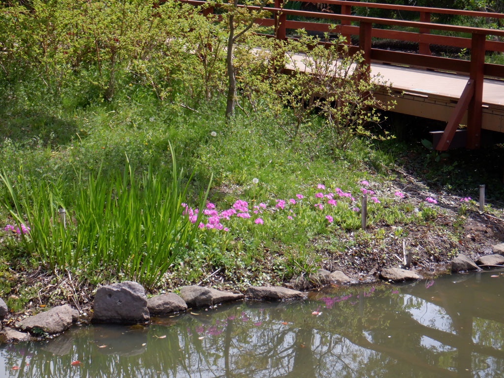 「水生植物園」/浮間公園(東京都/板橋区)