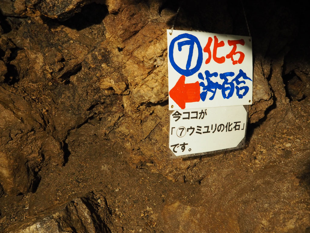 序盤のハイライトが「ウミユリの化石」/大岳鍾乳洞（東京都／あきる野市）