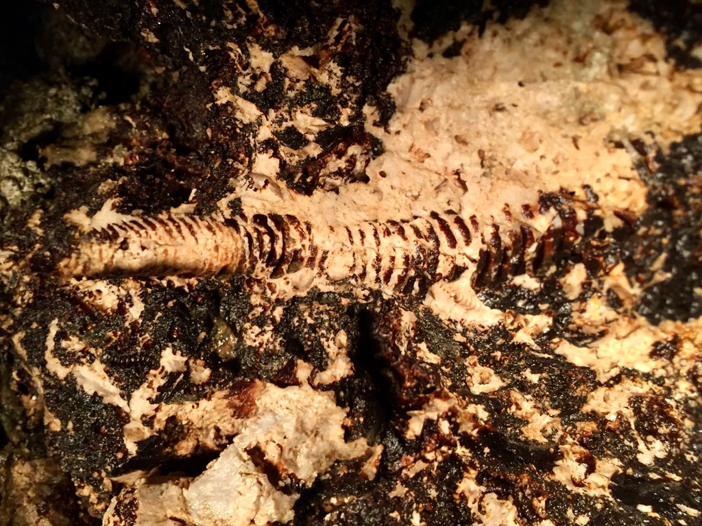 2億5000万年前に生きていた深海生物・ウミユリの化石/大岳鍾乳洞（東京都／あきる野市）