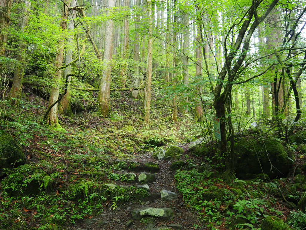 自然がいっぱいの道中/大岳鍾乳洞（東京都／あきる野市）