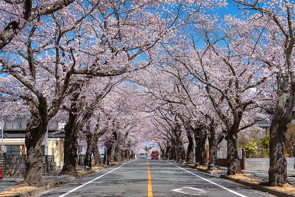 町の名所「夜の森　桜のトンネル」（福島県/富岡町）