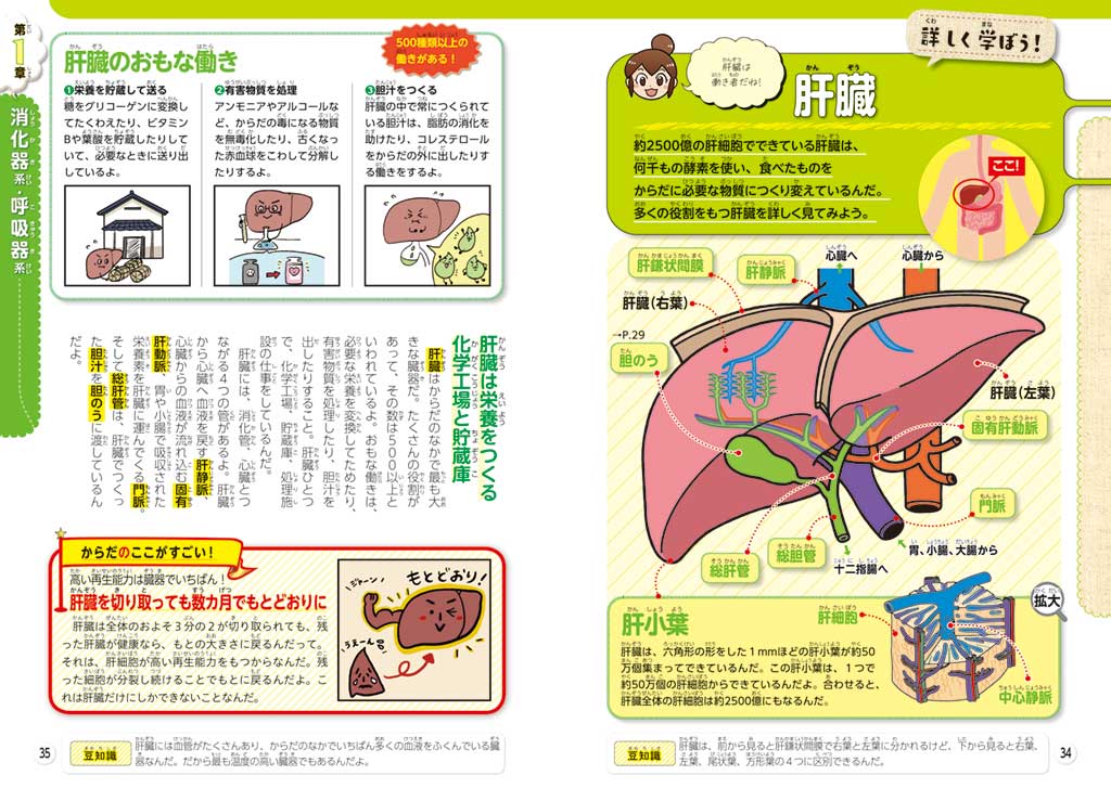 『るるぶマンガとクイズで楽しく学ぶ！人間のからだ』
