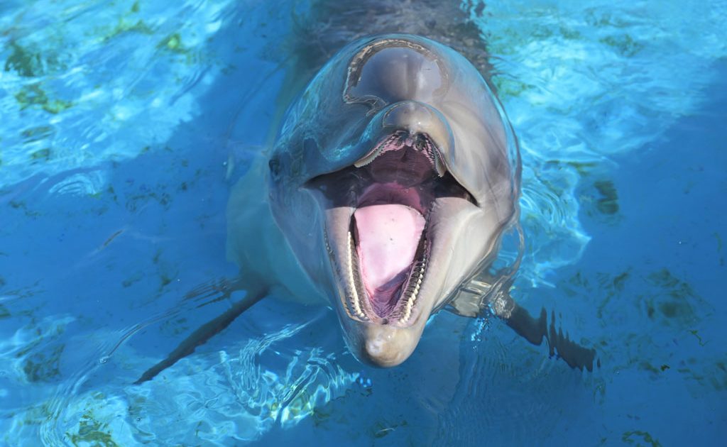 イルカと泳げる・遊べる水族館は？イルカの生態や種類、ジャンプする