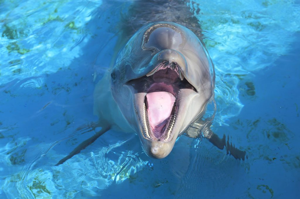 イルカと泳げる・遊べる水族館は？イルカの生態や種類、ジャンプする理由も解説