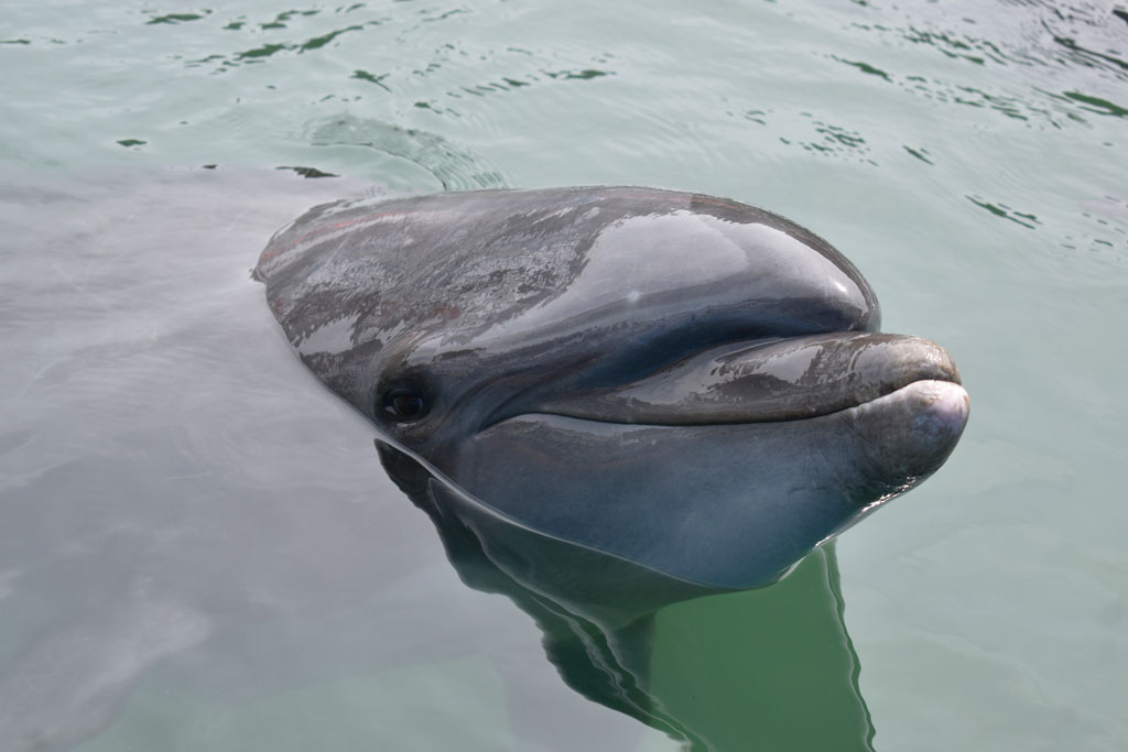 下田海中水族館のバンドウイルカ