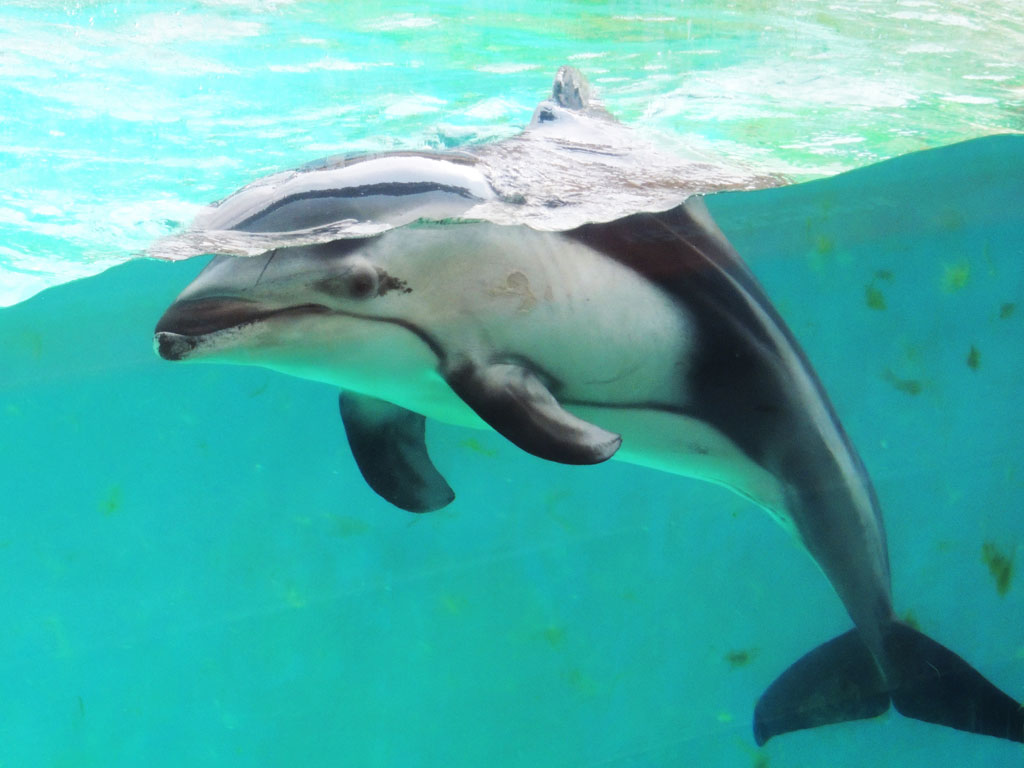 下田海中水族館のカマイルカ
