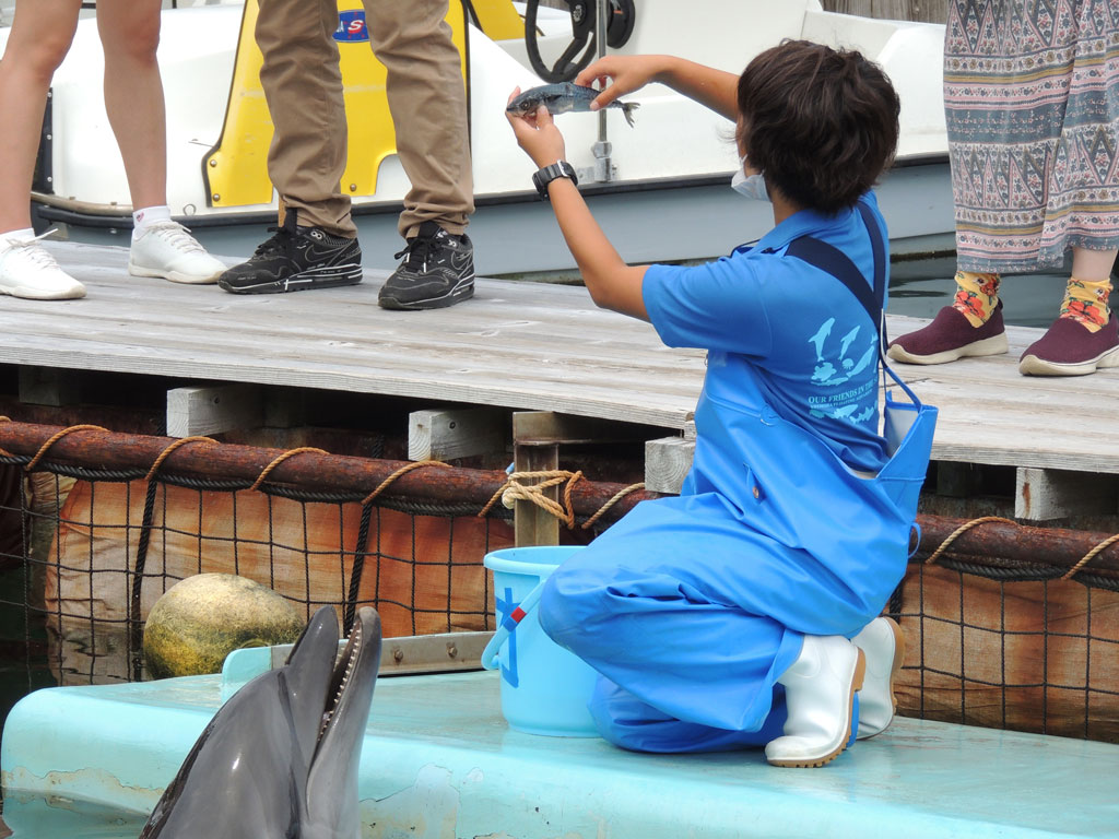 下田海中水族館の「いるかの学校」などでイルカの食事について解説してくれる