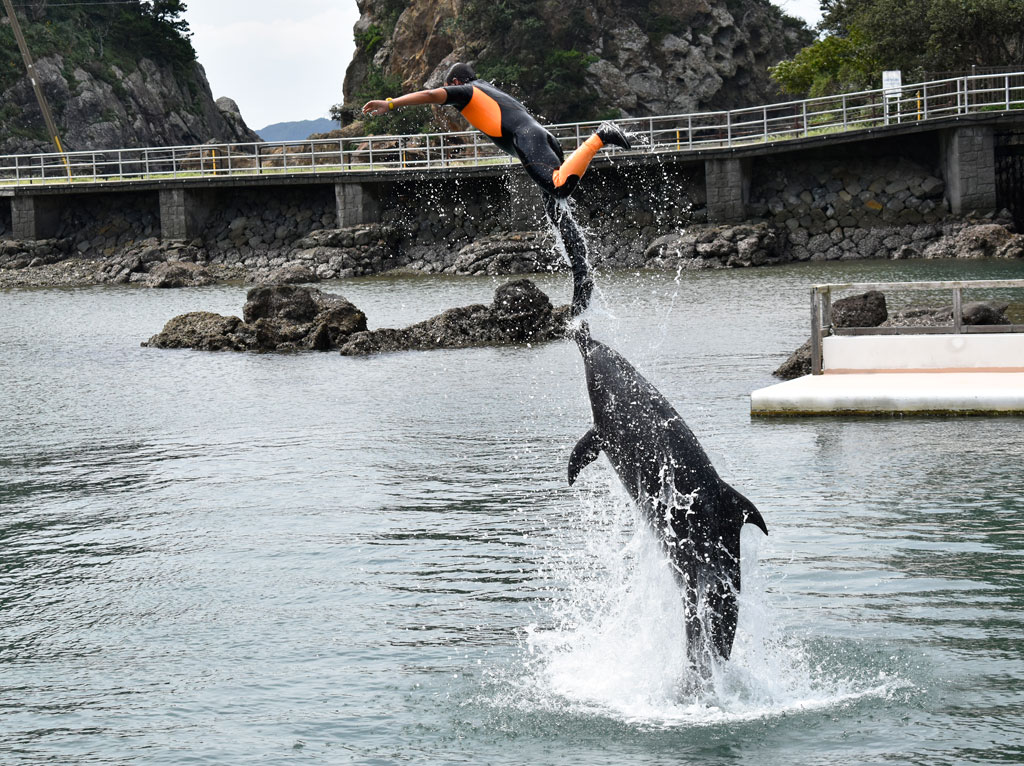 下田海中水族館の海上ステージイルカショー「ワンダーオーシャン」