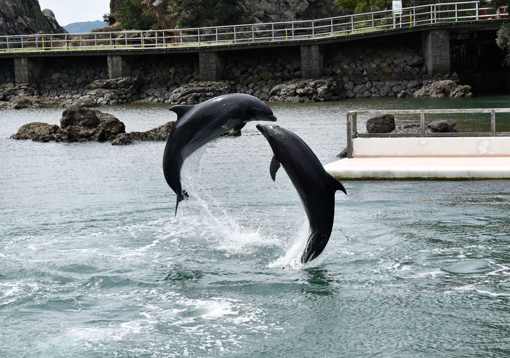 下田海中水族館のバンドウイルカのジャンプ