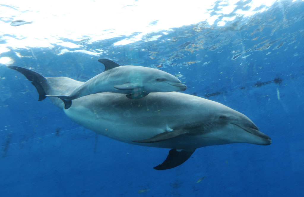 横浜・八景島シーパラダイスのバンドイルカが親子で泳ぐ姿