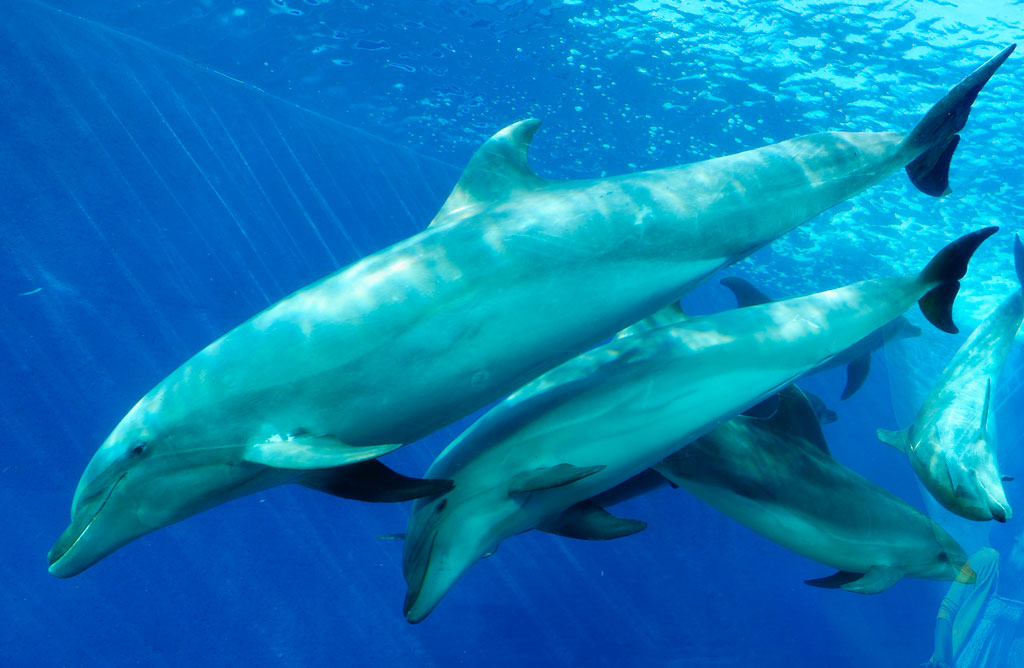 横浜・八景島シーパラダイスのバンドウイルカ