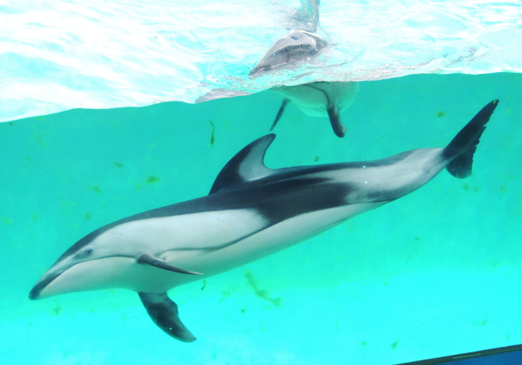 下田海中水族館のカマイルカ