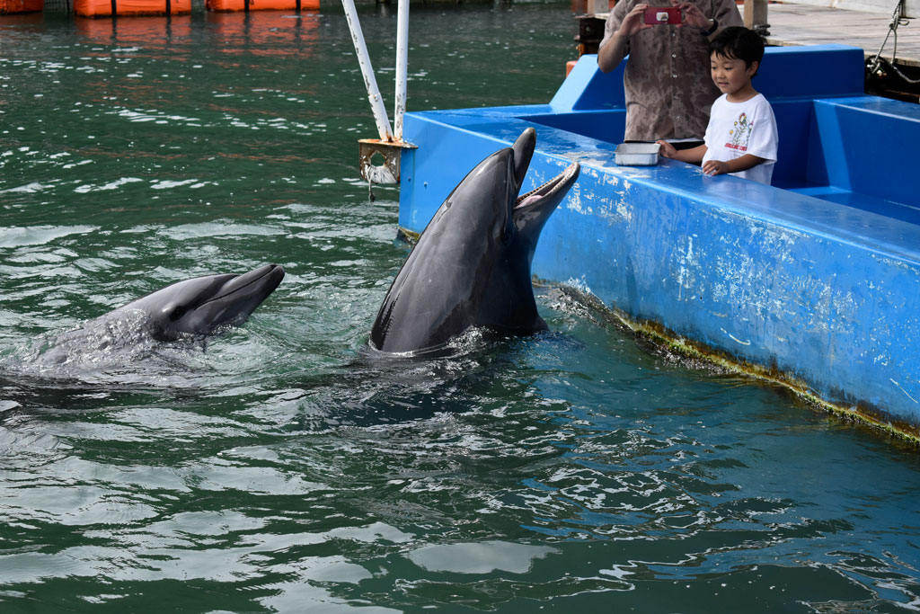 下田海中水族館のプログラム「ドルフィンフィーディング」でのバンドウイルカ