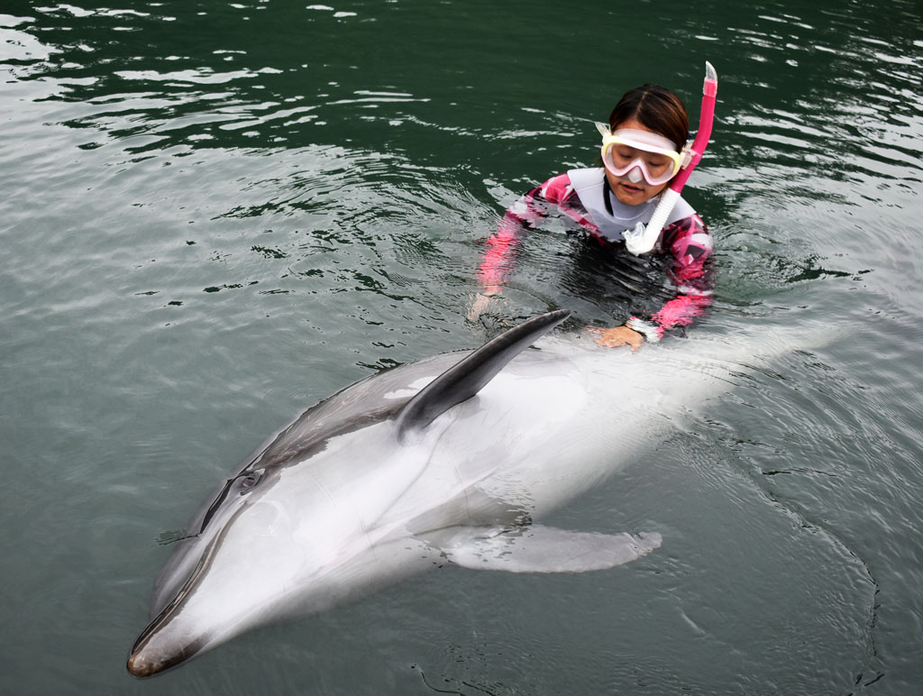 下田海中水族館のイルカで上下のカラダの色がわかるように見せてくれている様子