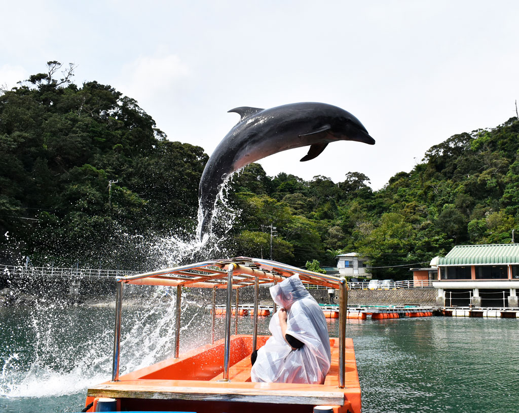 下田海中水族館のショーでのジャンプシーン