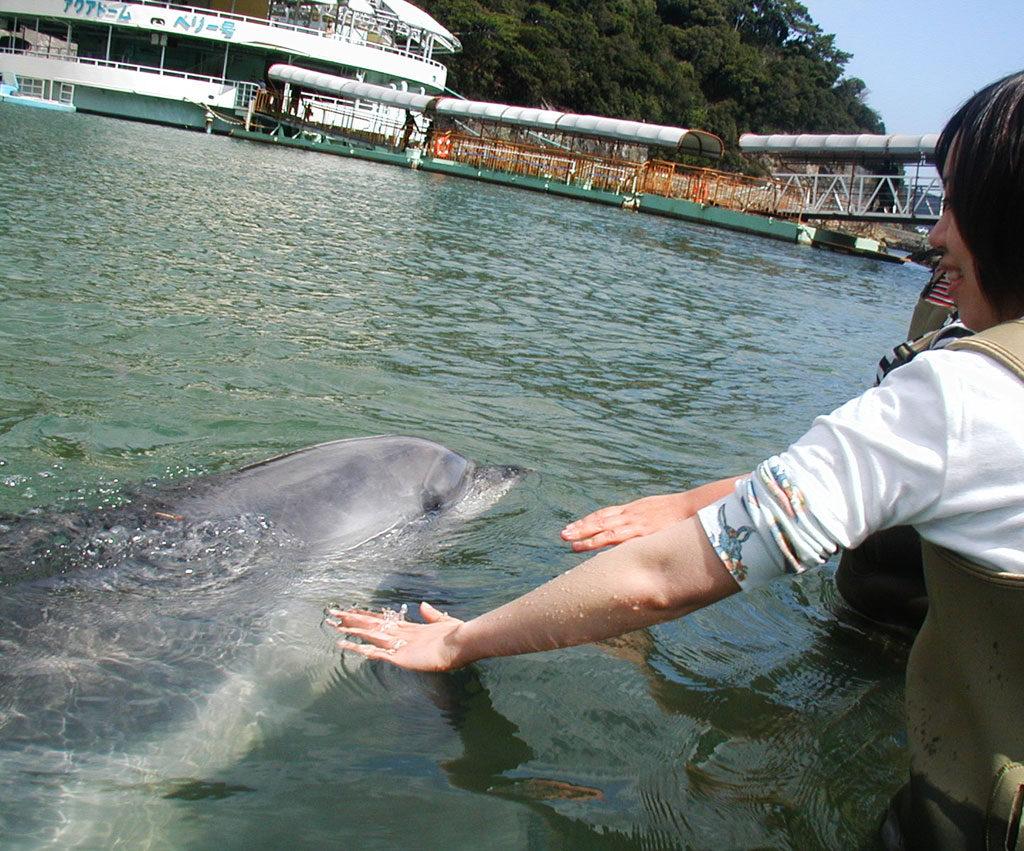 ビーチの波打ち際でバンドウイルカとふれあえるプログラムも/下田海中水族館（静岡県／下田市）