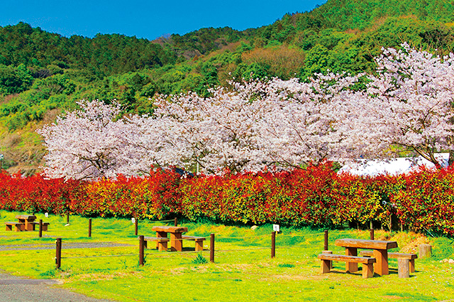 道の駅 大和 オートキャンプ場/道の駅 大和そよかぜ館(佐賀県/佐賀市)