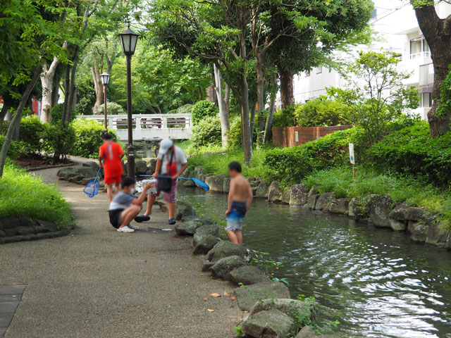 本日の収穫をしっかり観察中/小松川境川親水公園（東京都／江戸川区）