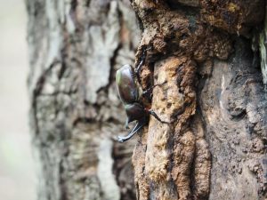 ぐんま昆虫の森でカブトムシやバッタを探そう！昆虫観察館など見どころいっぱい