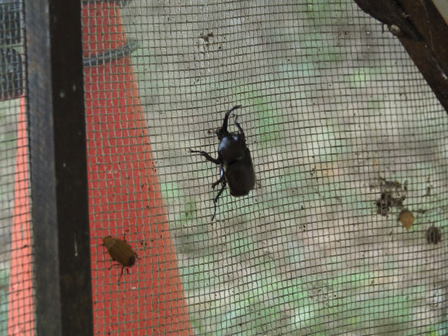 オスのカブトムシ/月夜野きのこ園ぐんま昆虫の森・新里（群馬県／桐生市）