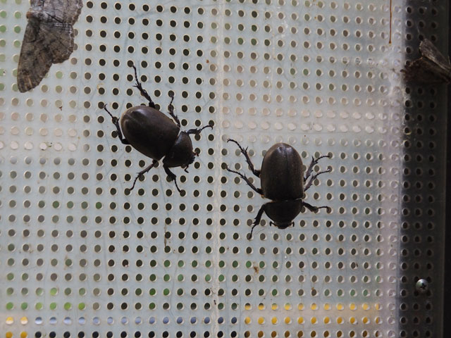 メスのカブトムシ/月夜野きのこ園ぐんま昆虫の森・新里（群馬県／桐生市）