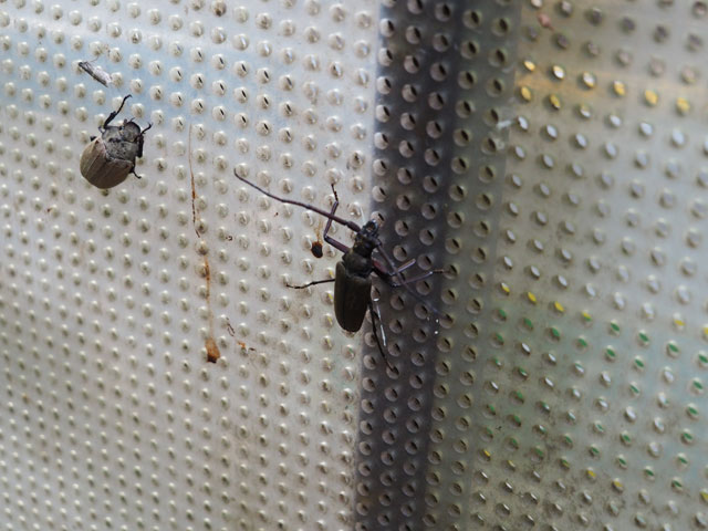 ウスバカミキリ/月夜野きのこ園ぐんま昆虫の森・新里（群馬県／桐生市）