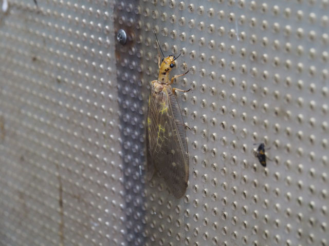 ヘビトンボ/月夜野きのこ園ぐんま昆虫の森・新里（群馬県／桐生市）