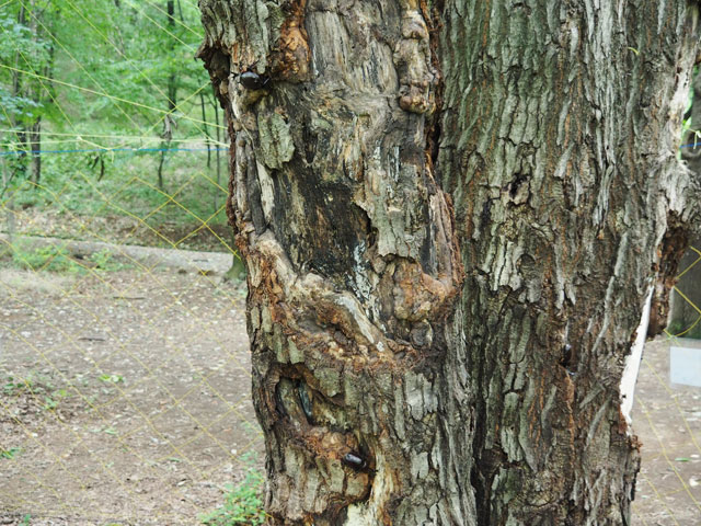 よく見るとあっちにも、こっちにも！/月夜野きのこ園ぐんま昆虫の森・新里（群馬県／桐生市）