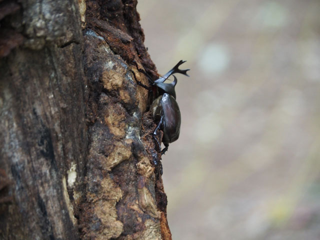 カブトムシは7月～8月中旬ごろによく見られます/月夜野きのこ園ぐんま昆虫の森・新里（群馬県／桐生市）