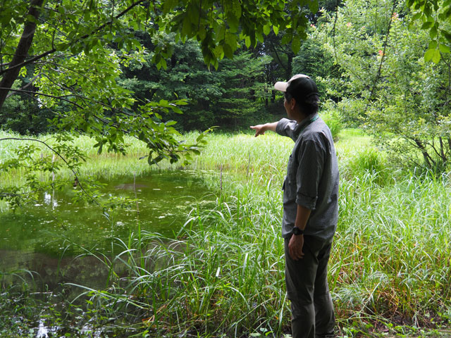 トンボが舞う休耕田/月夜野きのこ園ぐんま昆虫の森・新里（群馬県／桐生市）