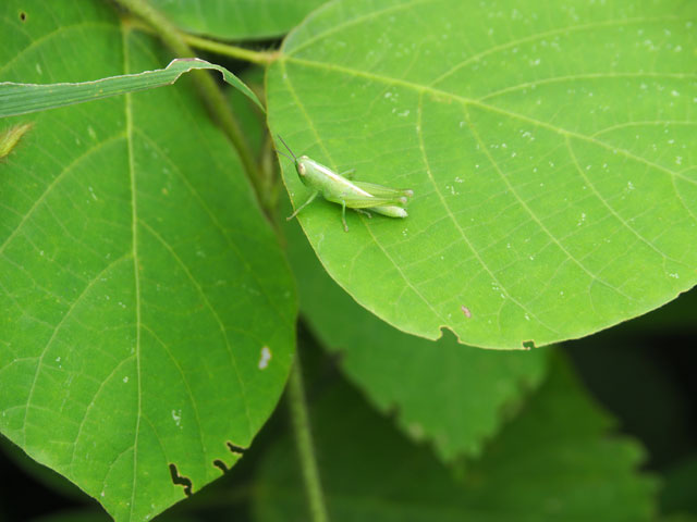 イナゴの幼虫/月夜野きのこ園ぐんま昆虫の森・新里（群馬県／桐生市）