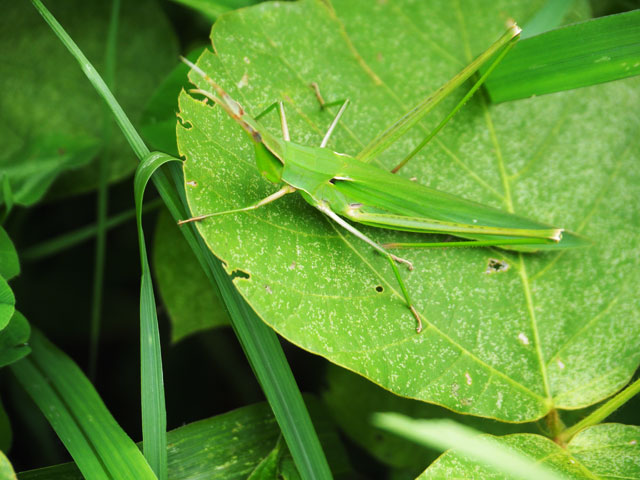 とっても大きなショウリョウバッタ/月夜野きのこ園ぐんま昆虫の森・新里（群馬県／桐生市）