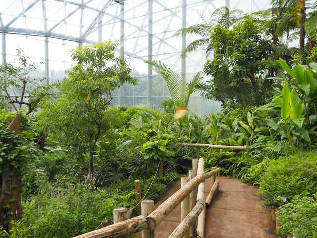 常設で1年中見学できる「昆虫ふれあい温室」/月夜野きのこ園ぐんま昆虫の森・新里（群馬県／桐生市）