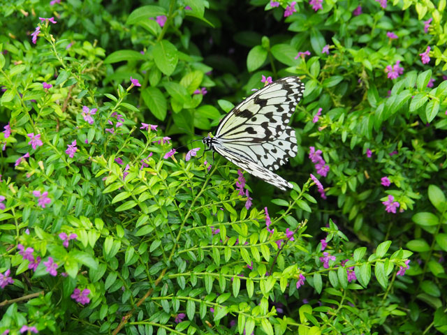 オオゴマダラ/月夜野きのこ園ぐんま昆虫の森・新里（群馬県／桐生市）