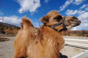 ラクダに乗れる・エサがあげられる動物園は？ラクダの生態やコブについても解説