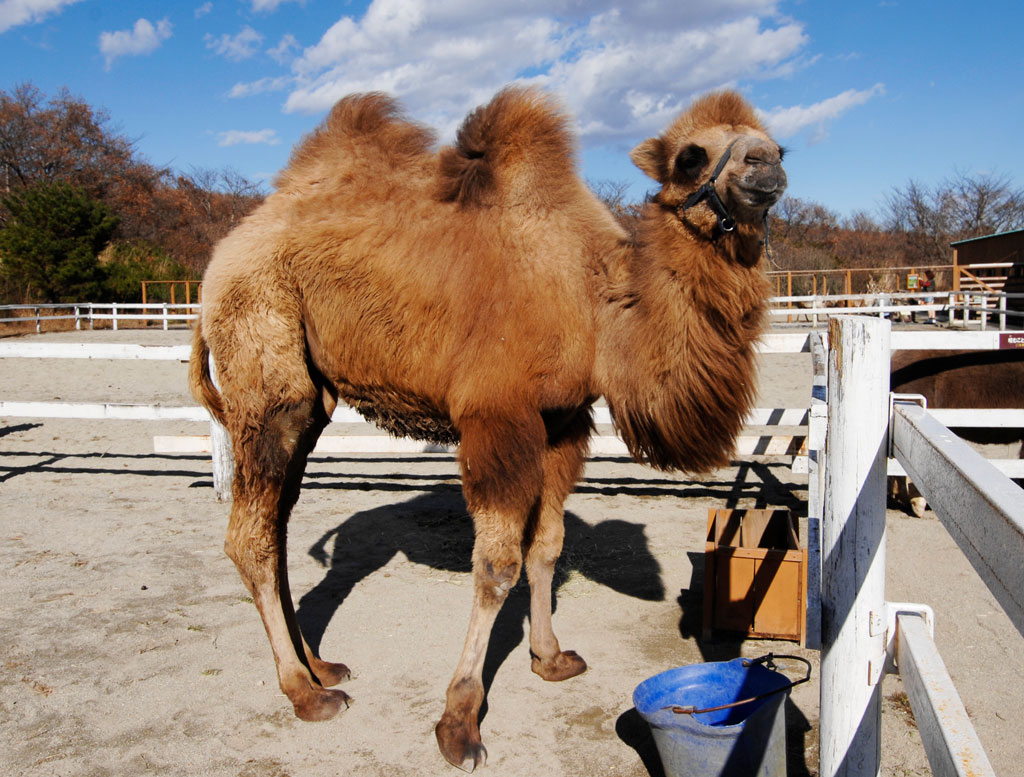 フタコブラクダの全身カット